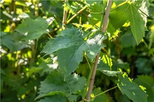 - Vitis vinifera 'Muscat Bleu'  - Vitis vinifera 'Muscat Bleu'