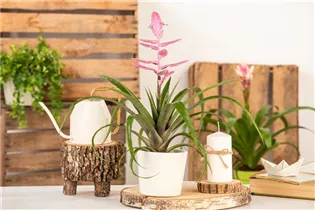  - Vriesea 'Intenso Pink'