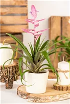  - Vriesea 'Intenso Pink'