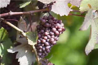  - Vitis vinifera 'New York Muscat'