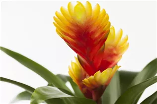 - Vriesea 'Shannon'  - Vriesea 'Shannon'