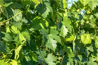  - Vitis vinifera 'Phoenix'