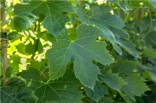  - Vitis vinifera 'Phoenix'