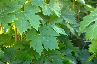  - Vitis vinifera 'Phoenix'