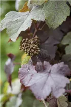  - Vitis vinifera 'Purpurascens'