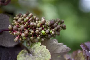  - Vitis vinifera 'Purpurascens'