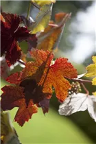  - Vitis vinifera 'Purpurascens'