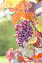  - Vitis vinifera 'Purpurascens'