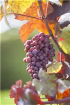  - Vitis vinifera 'Purpurascens'