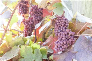  - Vitis vinifera 'Purpurascens'