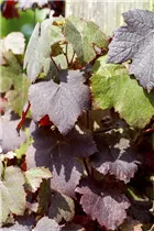  - Vitis vinifera 'Purpurascens'