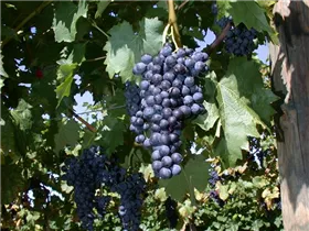 - Vitis vinifera 'Regent'  - Vitis vinifera 'Regent'