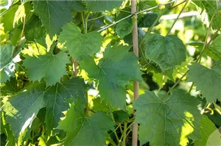 - Vitis vinifera 'Regent'  - Vitis vinifera 'Regent'