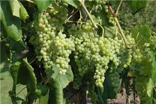  - Vitis vinifera 'Romulus'