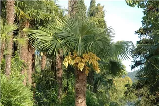 - Washingtonia robusta  - Washingtonia robusta