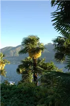 - Washingtonia robusta  - Washingtonia robusta