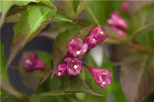 - Weigela 'All Summer Red'  - Weigela 'All Summer Red'