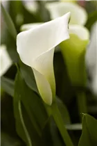 - Zantedeschia aethiopica 'Crystal Blush'  - Zantedeschia aethiopica 'Crystal Blush'