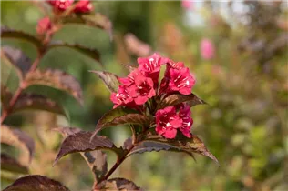  - Weigela 'Bristol Ruby'®