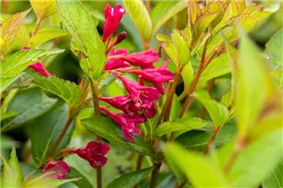  - Weigela 'Bristol Ruby'®