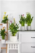  - Zantedeschia aethiopica 'Picasso'