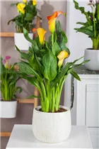  - Zantedeschia aethiopica 'Picasso'