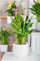 - Zantedeschia aethiopica, rosa  - Zantedeschia aethiopica, rosa