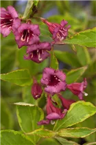  - Weigela florida 'Brigela'®