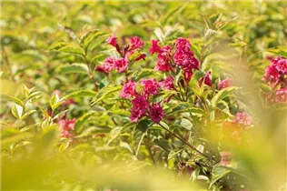  - Weigela florida 'Brigela'®
