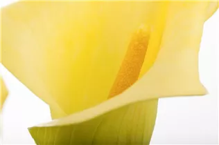 - Zantedeschia aethiopica, gelb  - Zantedeschia aethiopica, gelb