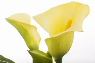 - Zantedeschia aethiopica, gelb  - Zantedeschia aethiopica, gelb