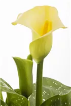 - Zantedeschia aethiopica, gelb  - Zantedeschia aethiopica, gelb
