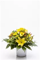 - Zantedeschia aethiopica, gelb  - Zantedeschia aethiopica, gelb