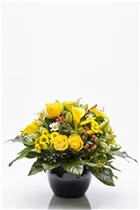 - Zantedeschia aethiopica, gelb  - Zantedeschia aethiopica, gelb