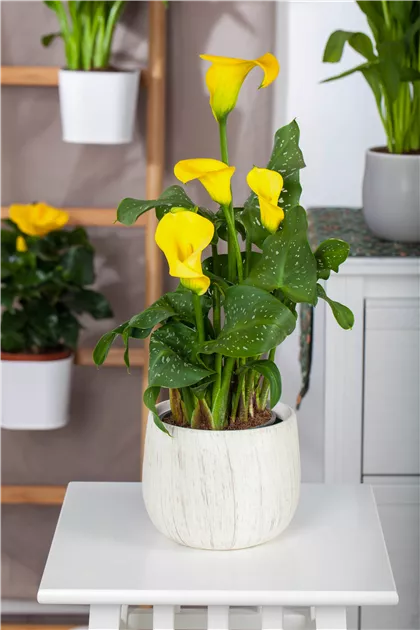 Zantedeschia aethiopica, gelb
