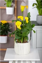 - Zantedeschia aethiopica, gelb  - Zantedeschia aethiopica, gelb