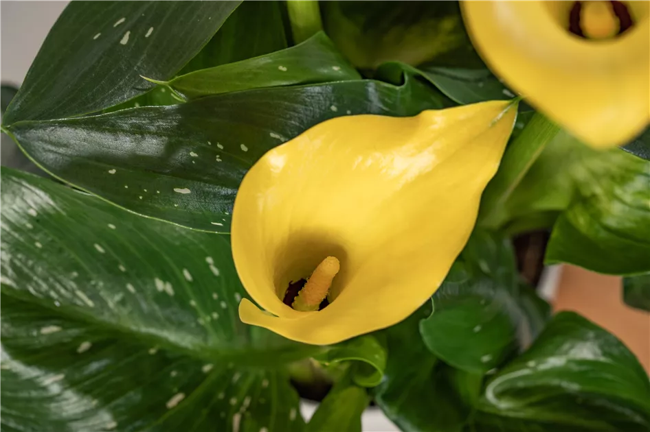 Zantedeschia aethiopica, gelb