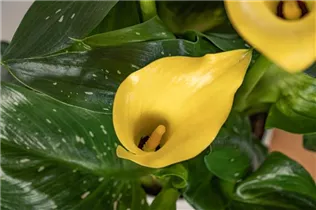 - Zantedeschia aethiopica, gelb  - Zantedeschia aethiopica, gelb