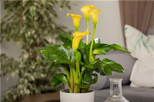 - Zantedeschia aethiopica, gelb  - Zantedeschia aethiopica, gelb