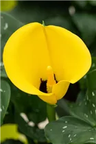 - Zantedeschia aethiopica, gelb  - Zantedeschia aethiopica, gelb
