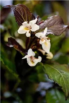  - Weigela florida 'Ebony & Ivory'®