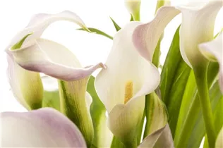 - Zantedeschia aethiopica, lila  - Zantedeschia aethiopica, lila