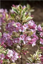 - Weigela florida 'Magical Rainbow'®