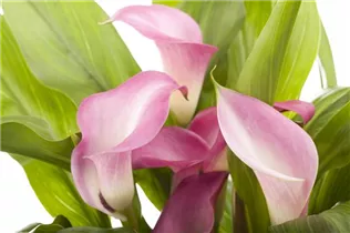 - Zantedeschia aethiopica, rosa  - Zantedeschia aethiopica, rosa