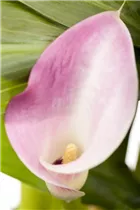 - Zantedeschia aethiopica, rosa  - Zantedeschia aethiopica, rosa
