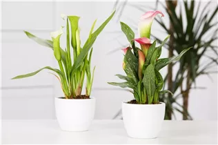 - Zantedeschia aethiopica, rosa  - Zantedeschia aethiopica, rosa