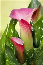 - Zantedeschia aethiopica, rosa  - Zantedeschia aethiopica, rosa
