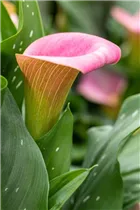 - Zantedeschia aethiopica, rosa  - Zantedeschia aethiopica, rosa