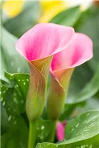 - Zantedeschia aethiopica, rosa  - Zantedeschia aethiopica, rosa