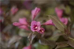  - Weigela florida 'Minor Black'®